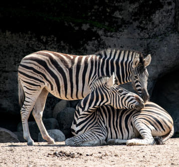 This is a picture of the Houston Zoo near Fulshear RV Park in Fulshear, TX