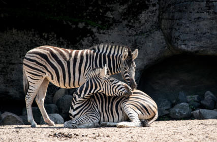 This is a picture of the Houston Zoo near Fulshear RV Park in Fulshear, TX