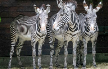 This is a picture of the Houston Zoo near Fulshear RV Park in Fulshear, TX