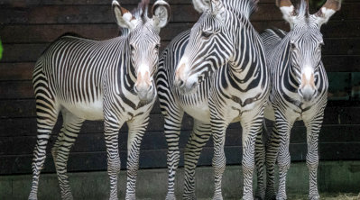 This is a picture of the Houston Zoo near Fulshear RV Park in Fulshear, TX