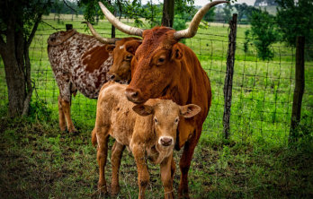 This is a picture of the George Ranch Historical Park located 30 mile form Fulshear RV Park in Fulshear, TX